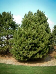 Сосна Чёрная (Pinus Nigra) купить по цене от 270.00р. в интернет-магазине «Посадика» с доставкой почтой в в Вельске и по всей России – [изображение №1].