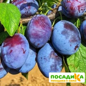 Слива Чачакская ранняя купить по цене от 229.00р. в интернет-магазине «Посадика» с доставкой почтой в в Вельске и по всей России – [изображение №1].