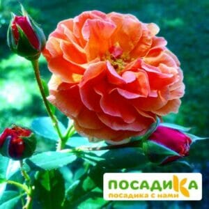 Роза Арабия купить по цене от 350.00р. в интернет-магазине «Посадика» с доставкой почтой в в Вельске и по всей России – [изображение №1].