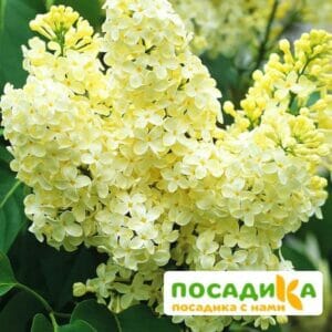 Сирень Примроуз (Primrose) купить по цене от 529.00р. в интернет-магазине «Посадика» с доставкой почтой в в Вельске и по всей России – [изображение №1].