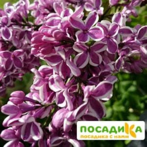 Сирень Сенсация купить по цене от 529.00р. в интернет-магазине «Посадика» с доставкой почтой в в Вельске и по всей России – [изображение №1].