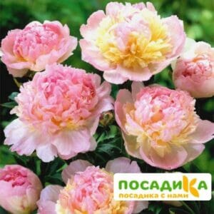 Пион Распберри Сандей (Paeonia Raspberry Sundae) купить по цене от 959р. в интернет-магазине «Посадика» с доставкой почтой в в Вельске и по всей России – [изображение №1].