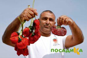 Клубника Гигант Джорнея купить по цене от 266р. в интернет-магазине «Посадика» с доставкой почтой в в Вельске и по всей России – [изображение №1].
