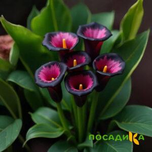 Калла Аура Лейс купить по цене от 400р. в интернет-магазине «Посадика» с доставкой почтой в в Вельске и по всей России – [изображение №1].