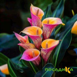 Калла Оникс купить по цене от 450р. в интернет-магазине «Посадика» с доставкой почтой в в Вельске и по всей России – [изображение №1].
