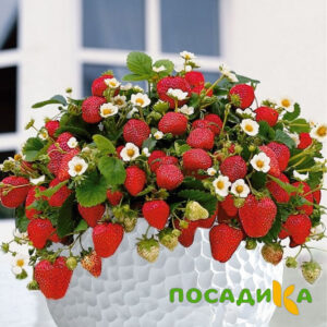 Клубника Рубиновый Шепот (горшечная) купить по цене от 240р. в интернет-магазине «Посадика» с доставкой почтой в в Вельске и по всей России – [изображение №1].