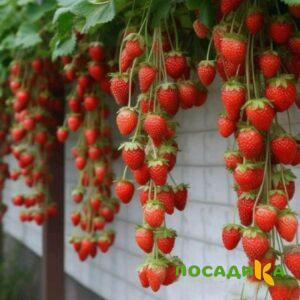 Клубника вьющаяся Комплимент купить по цене от 470р. в интернет-магазине «Посадика» с доставкой почтой в в Вельске и по всей России – [изображение №1].