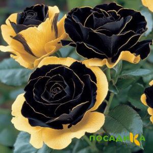 Роза Ханни Сикл купить по цене от 700р. в интернет-магазине «Посадика» с доставкой почтой в в Вельске и по всей России – [изображение №1].