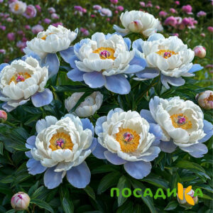 Пион акварельный Этюд купить по цене от 806р. в интернет-магазине «Посадика» с доставкой почтой в в Вельске и по всей России – [изображение №1].