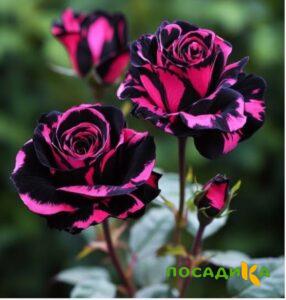 Роза Багровый Шепот купить по цене от 366р. в интернет-магазине «Посадика» с доставкой почтой в в Вельске и по всей России – [изображение №1].