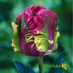 Тюльпан Экзотик Хэвен купить по цене от 186р. в интернет-магазине «Посадика» с доставкой почтой в в Вельске и по всей России – [изображение №1].