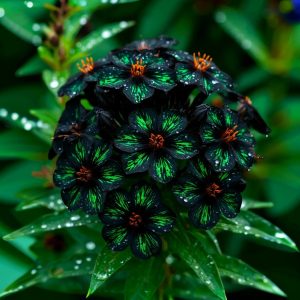 Флокс Ривьера купить по цене от 299р. в интернет-магазине «Посадика» с доставкой почтой в в Вельске и по всей России – [изображение №1].