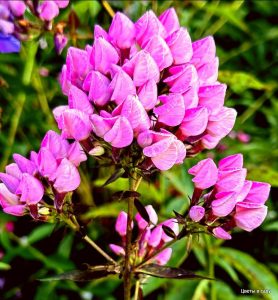 Флокс Бутоник купить по цене от 461р. в интернет-магазине «Посадика» с доставкой почтой в в Вельске и по всей России – [изображение №1].