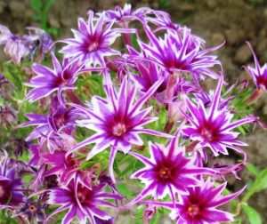 Флокс Звездное Кружево купить по цене от 361р. в интернет-магазине «Посадика» с доставкой почтой в в Вельске и по всей России – [изображение №1].